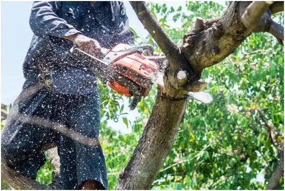 tree services Washburn